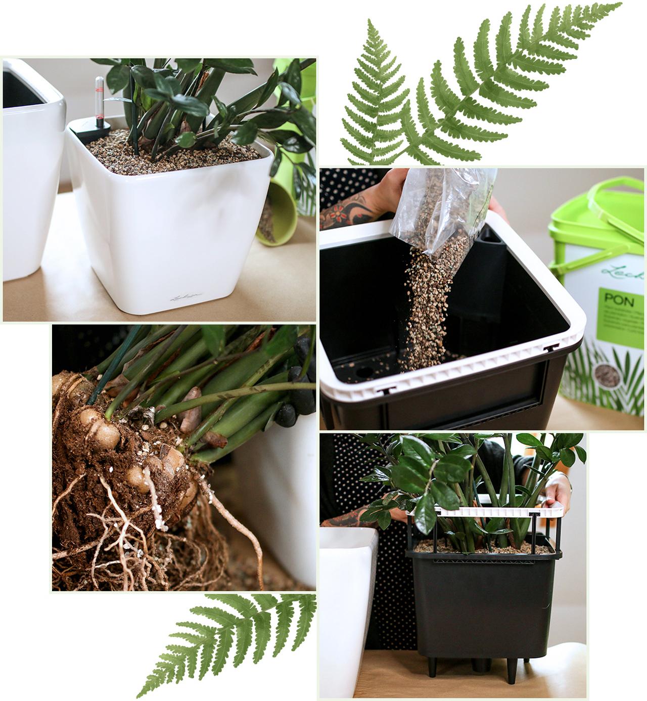 le_tw-indoorplants_frischekur_umtopfen