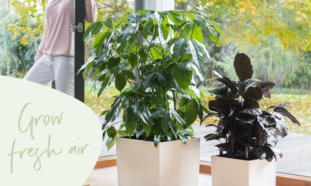 le_tw-indoorplants_header_s