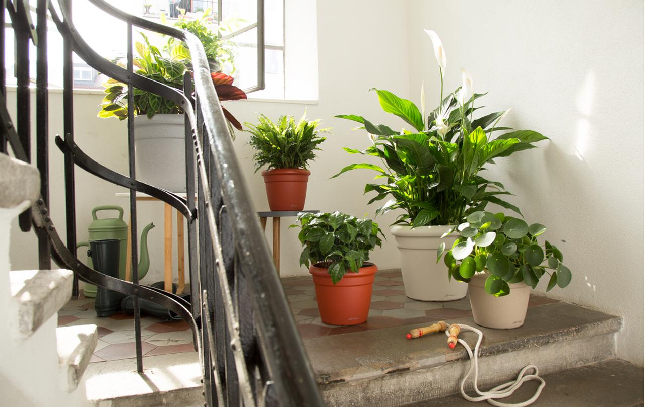 le_tw-indoorplants_pflegetipps_rustico